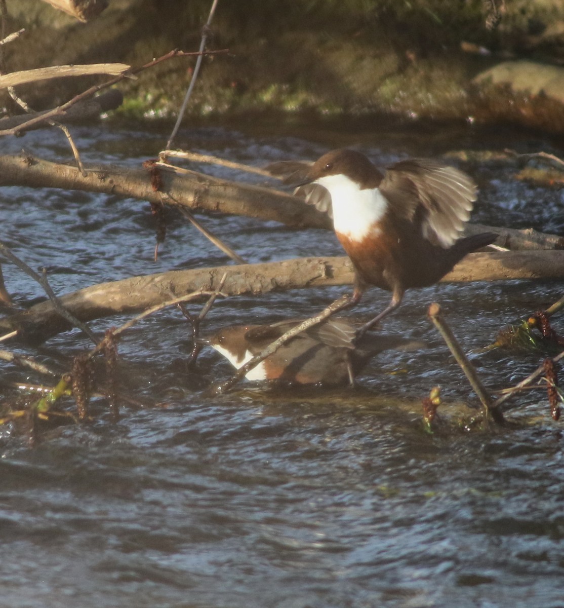 White-throated Dipper - ML645100301