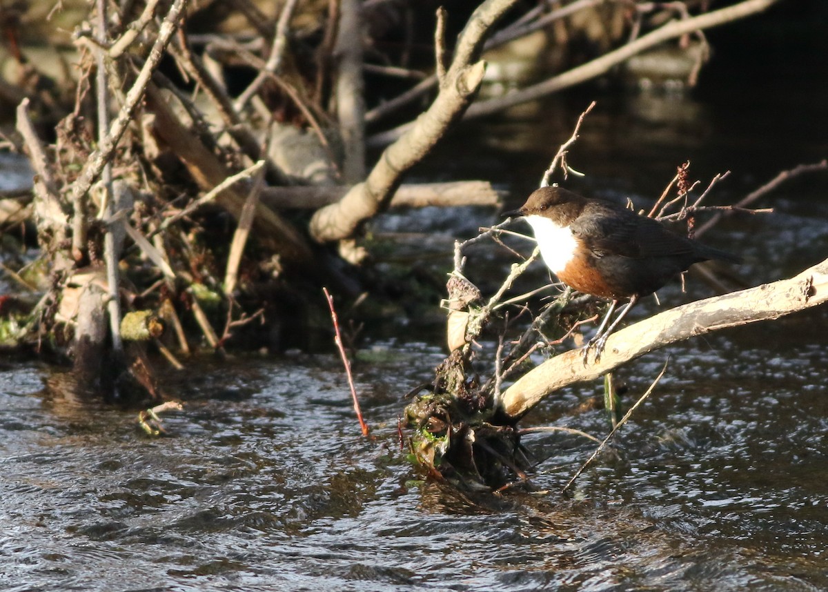 White-throated Dipper - ML645100302