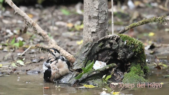 strakapoud velký - ML645100320