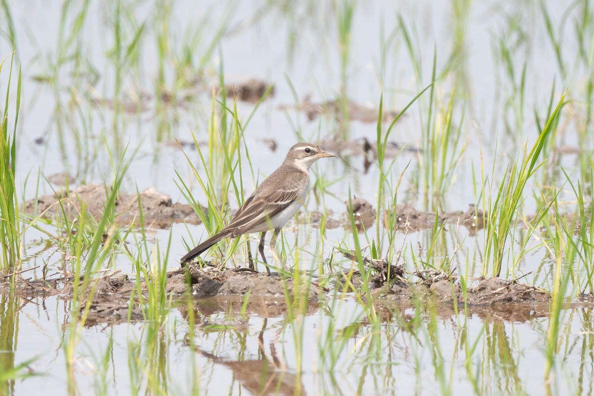 konipas východní - ML645100342