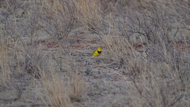 linduška zlatá - ML645100347