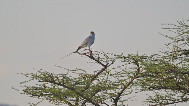 jestřáb východoafrický - ML645100349