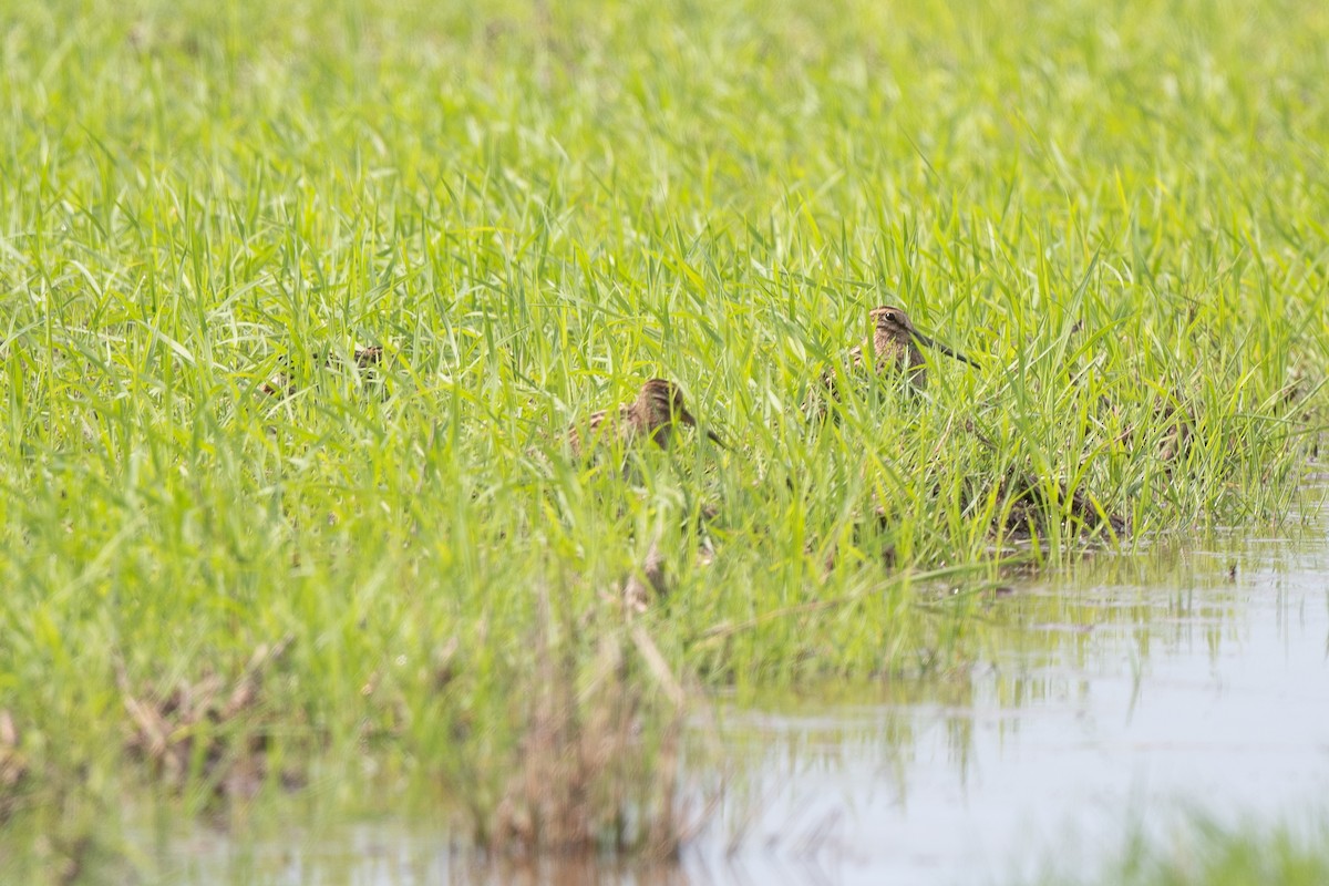 bekasina otavní - ML645100353