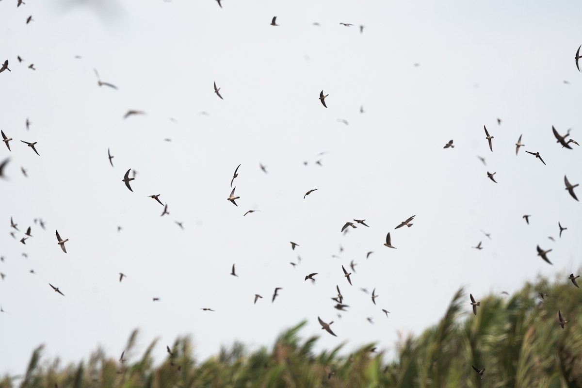 salangana ostrovní - ML645100358