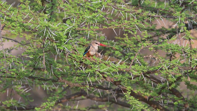 Martin-chasseur à tête grise - ML645100361