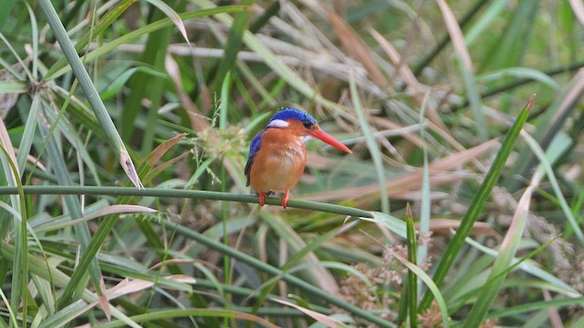 ledňáček modropláštíkový - ML645100362