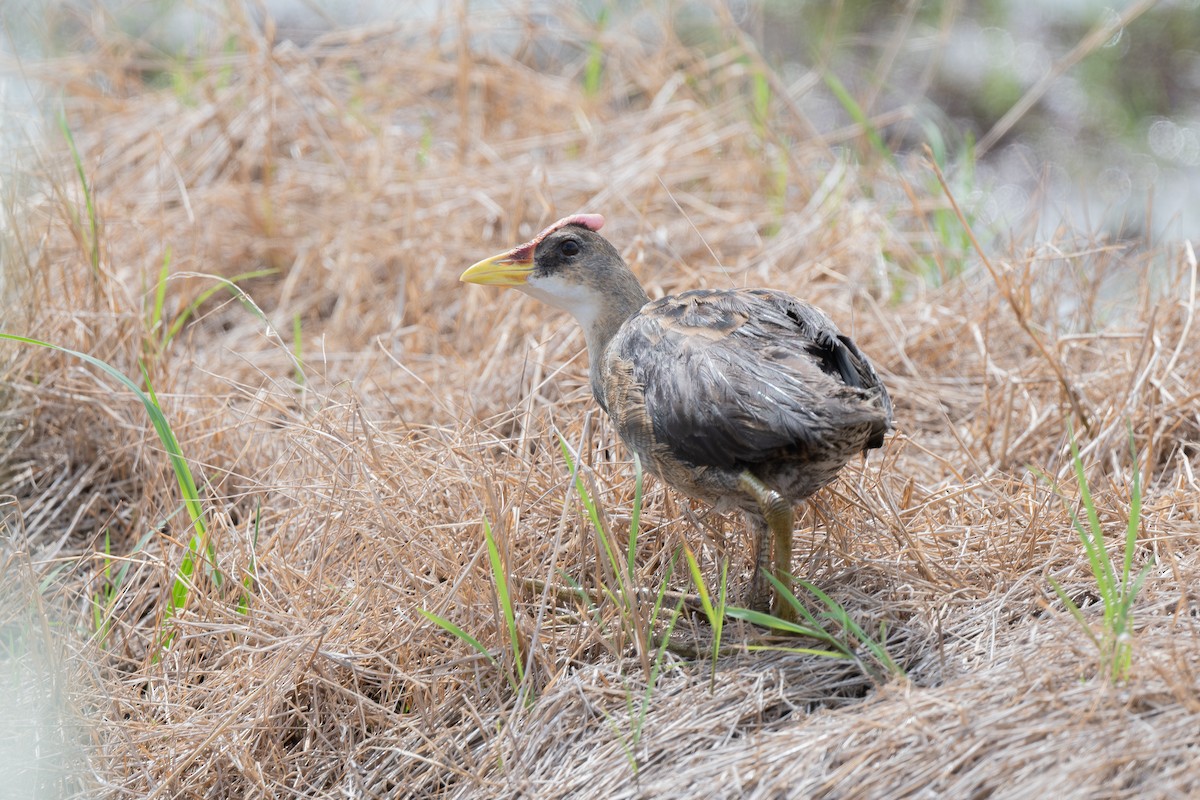 chřástal rohatý - ML645100365