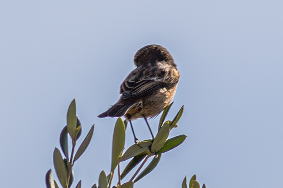 European Stonechat - ML645100367