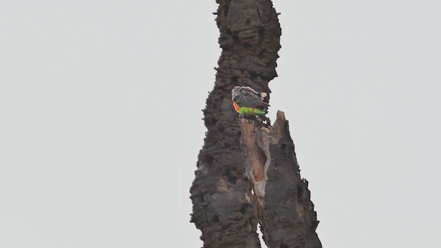 oransjebukpapegøye - ML645100369