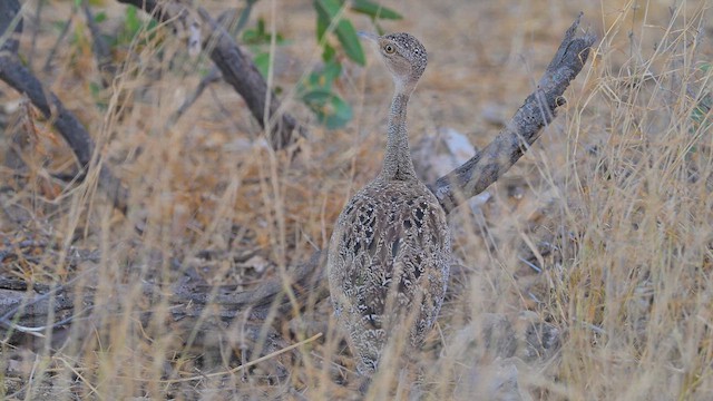 Habeş Toyu - ML645100372