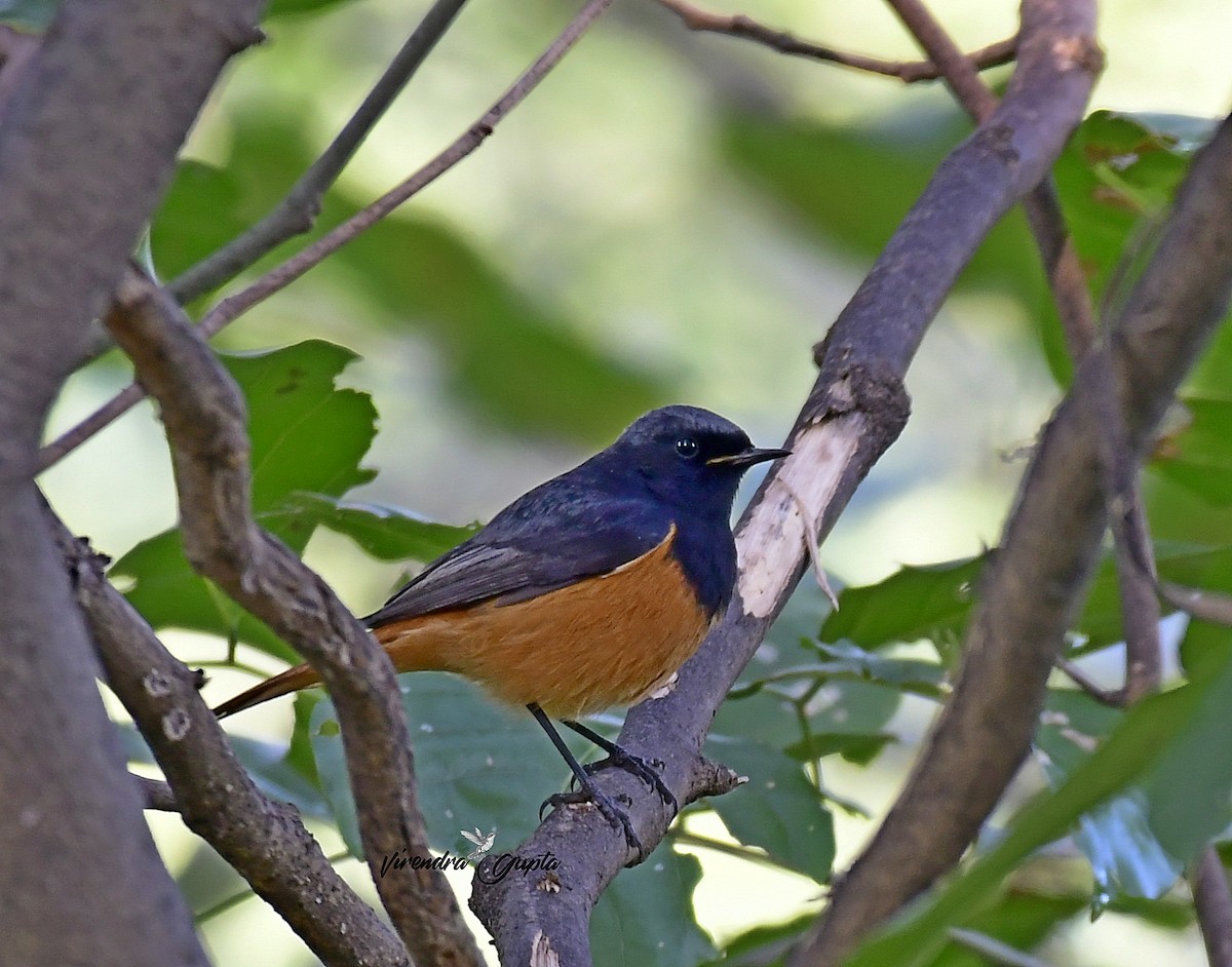 Black Redstart - ML645100373