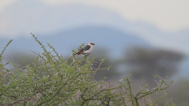 White-headed Buffalo-Weaver - ML645100374