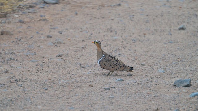 Kara Suratlı Bağırtlak - ML645100377