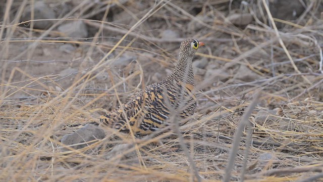 Wellenflughuhn - ML645100379