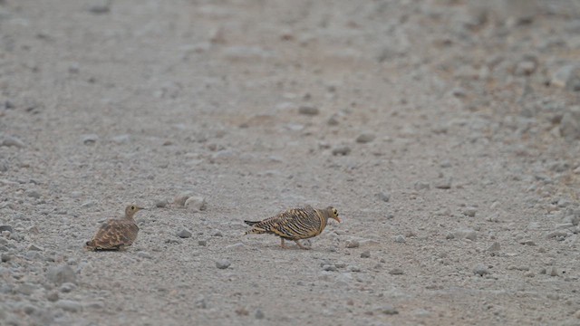 Küçük Bağırtlak - ML645100380