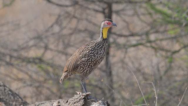 Sarı Boğazlı Turaç - ML645100381