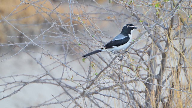 Taitawürger - ML645100385