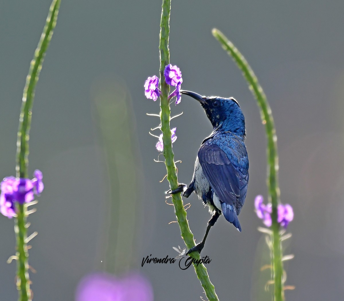 Purple Sunbird - ML645100386