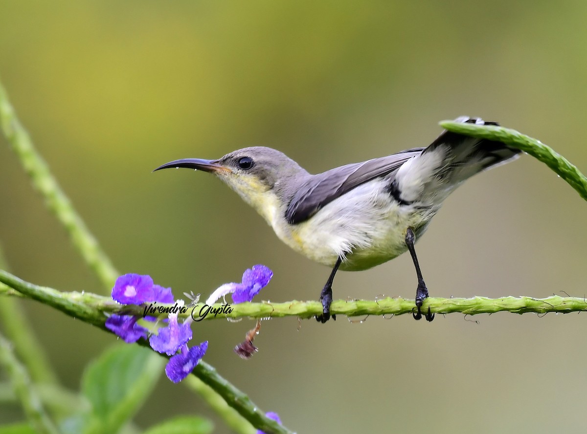 Purple Sunbird - ML645100387