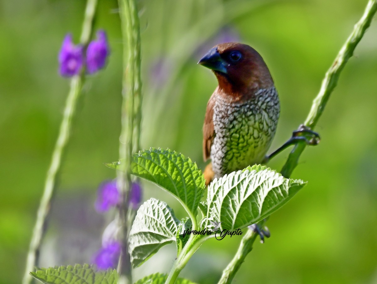 Muskatbronzemännchen - ML645100394