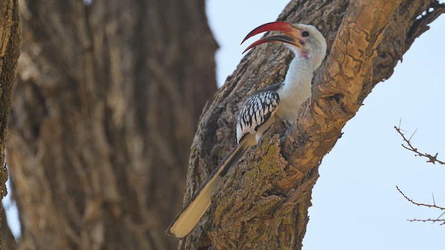 Savannentoko - ML645100395