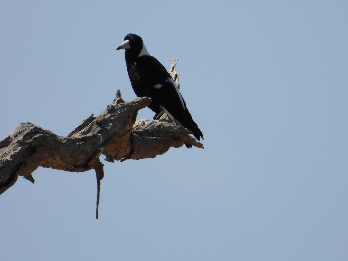 Flötenkrähenstar - ML645100396