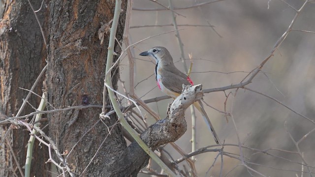 Rosenwürger - ML645100397