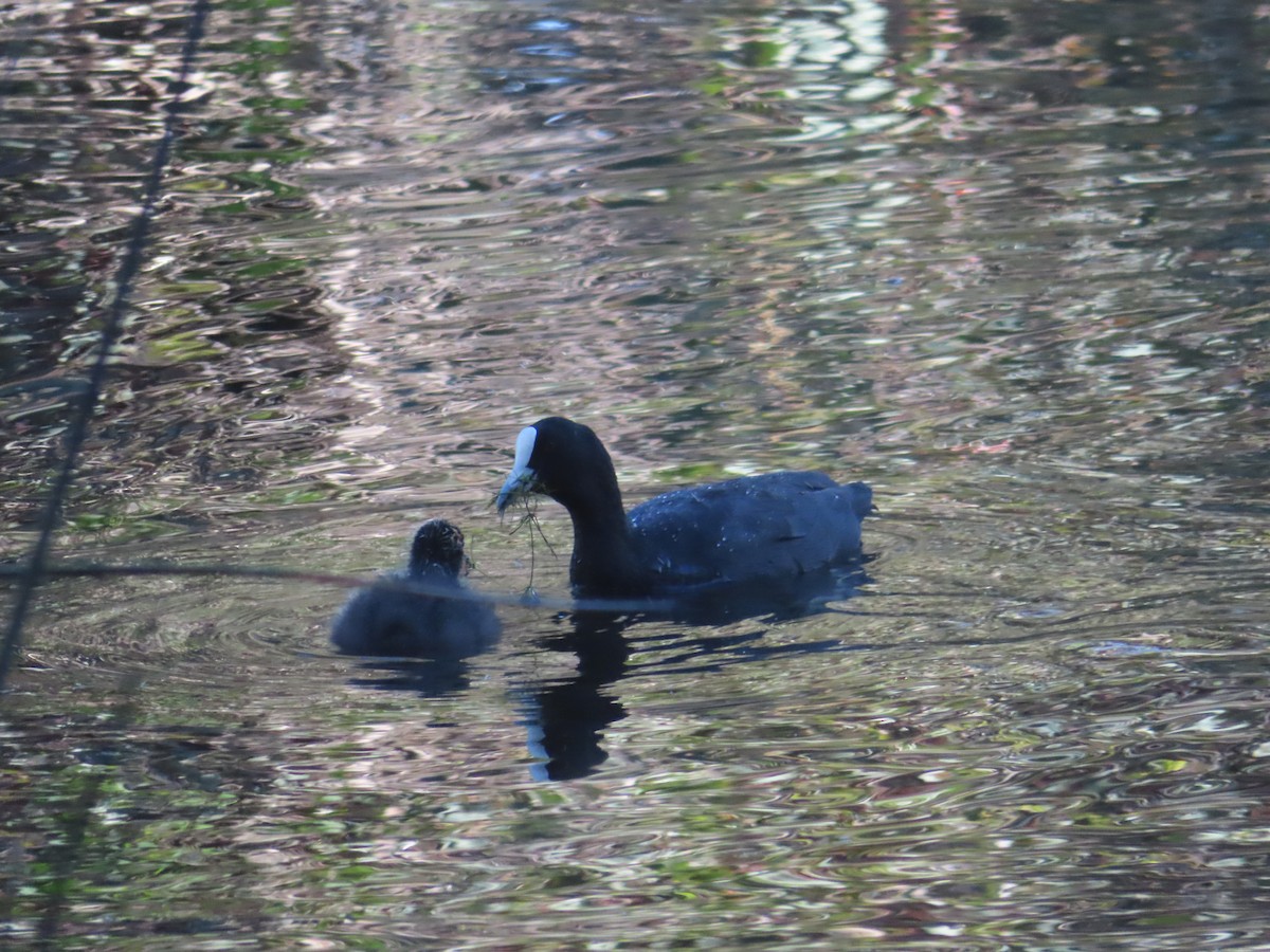 Blässhuhn - ML645100398