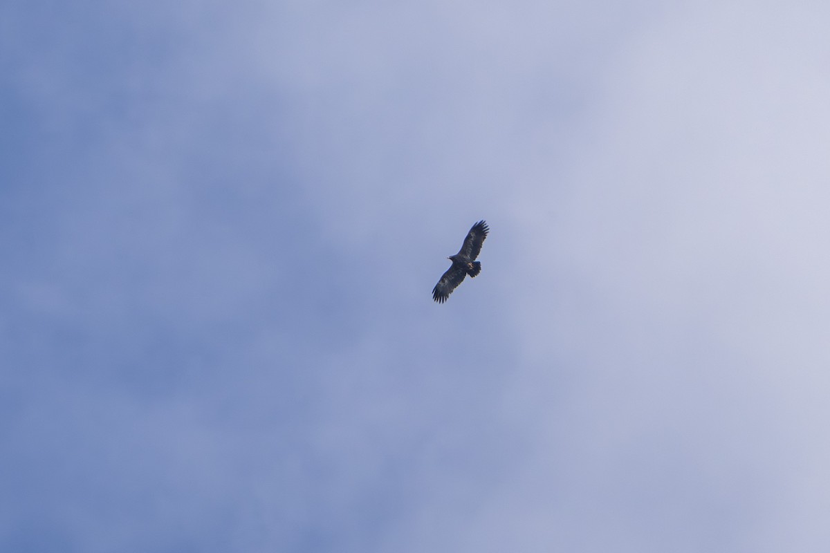 Steppenadler - ML645100399