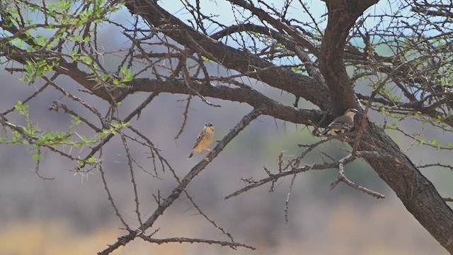 Dornbuschweber - ML645100400