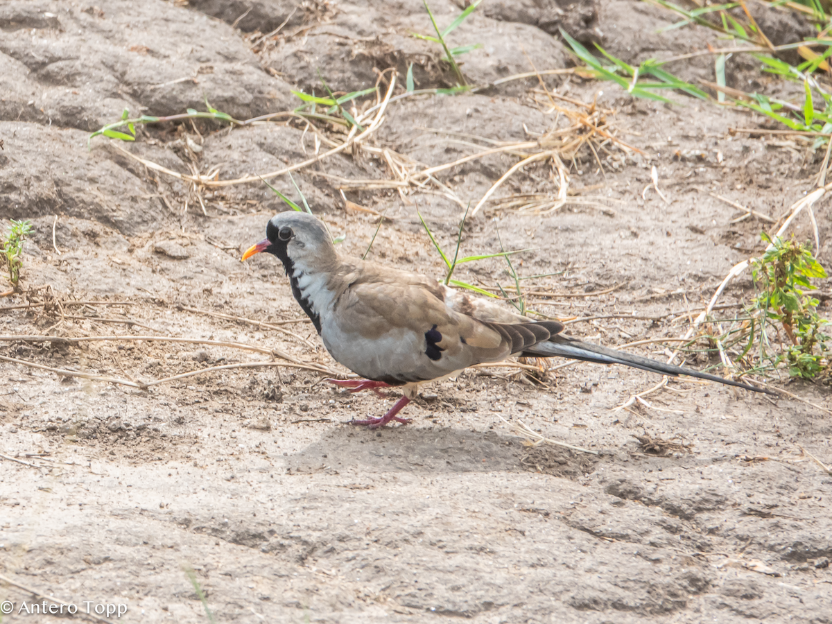 Kaptäubchen - ML645100401