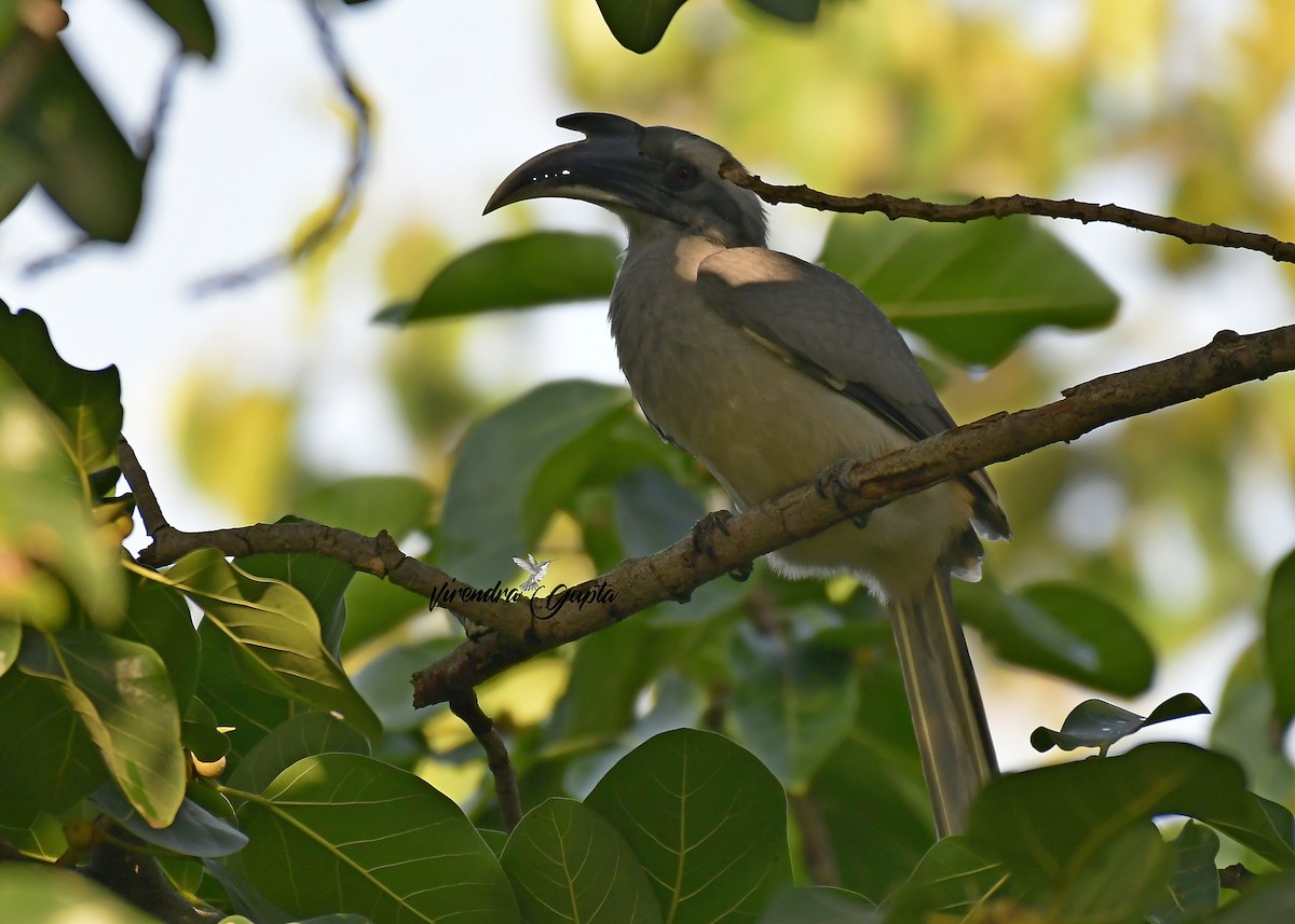 Indienhornvogel - ML645100402