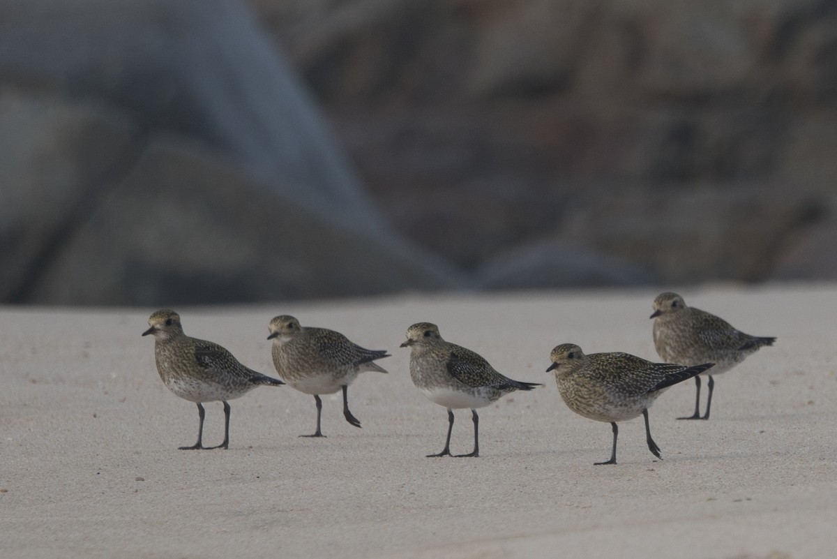 Goldregenpfeifer - ML645100405