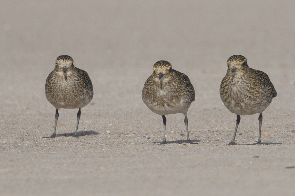 Goldregenpfeifer - ML645100406