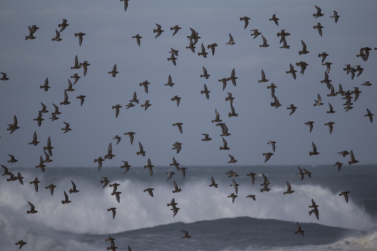 Goldregenpfeifer - ML645100407