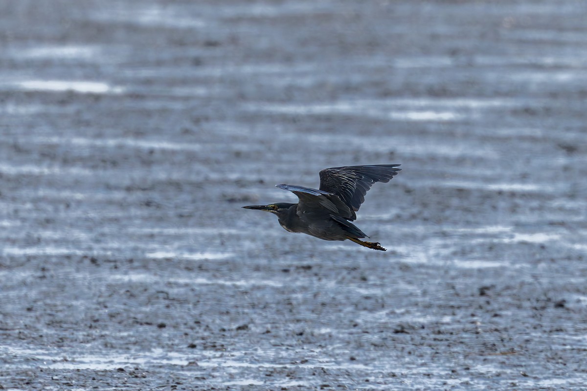 Little Heron - ML645100408