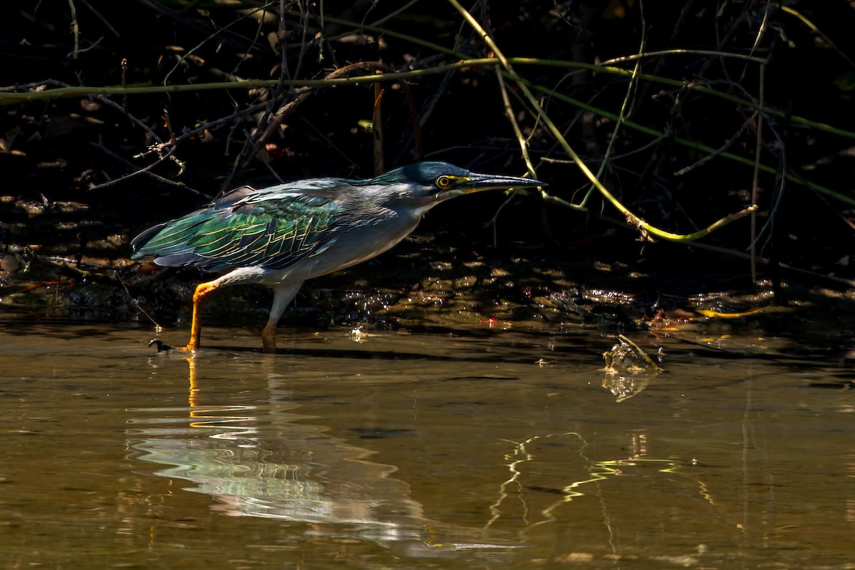 Little Heron - ML645100409