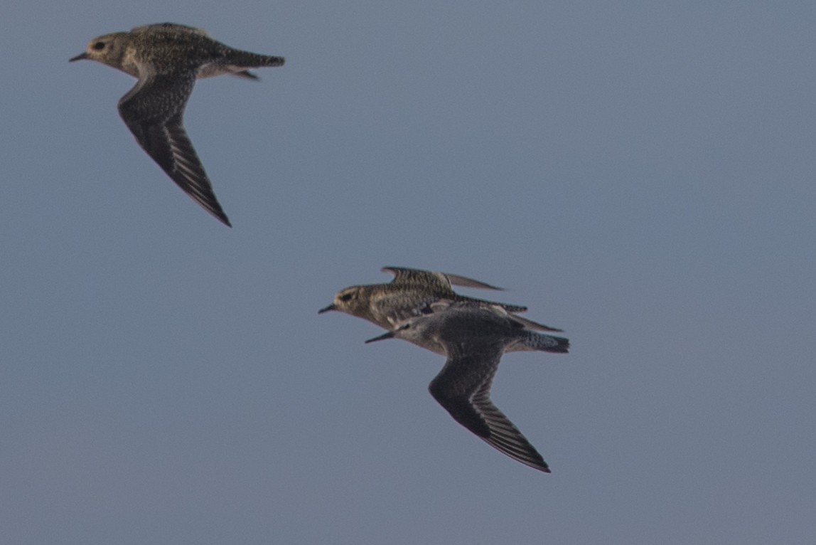 Red Knot - ML645100411