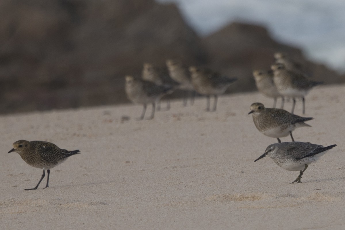 Red Knot - ML645100412
