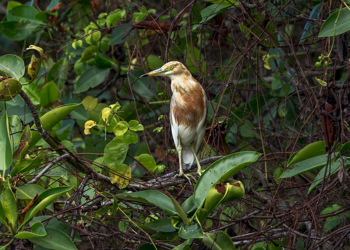 Prachtreiher - ML645100413