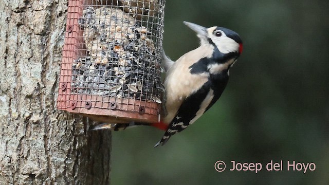 Buntspecht - ML645100414