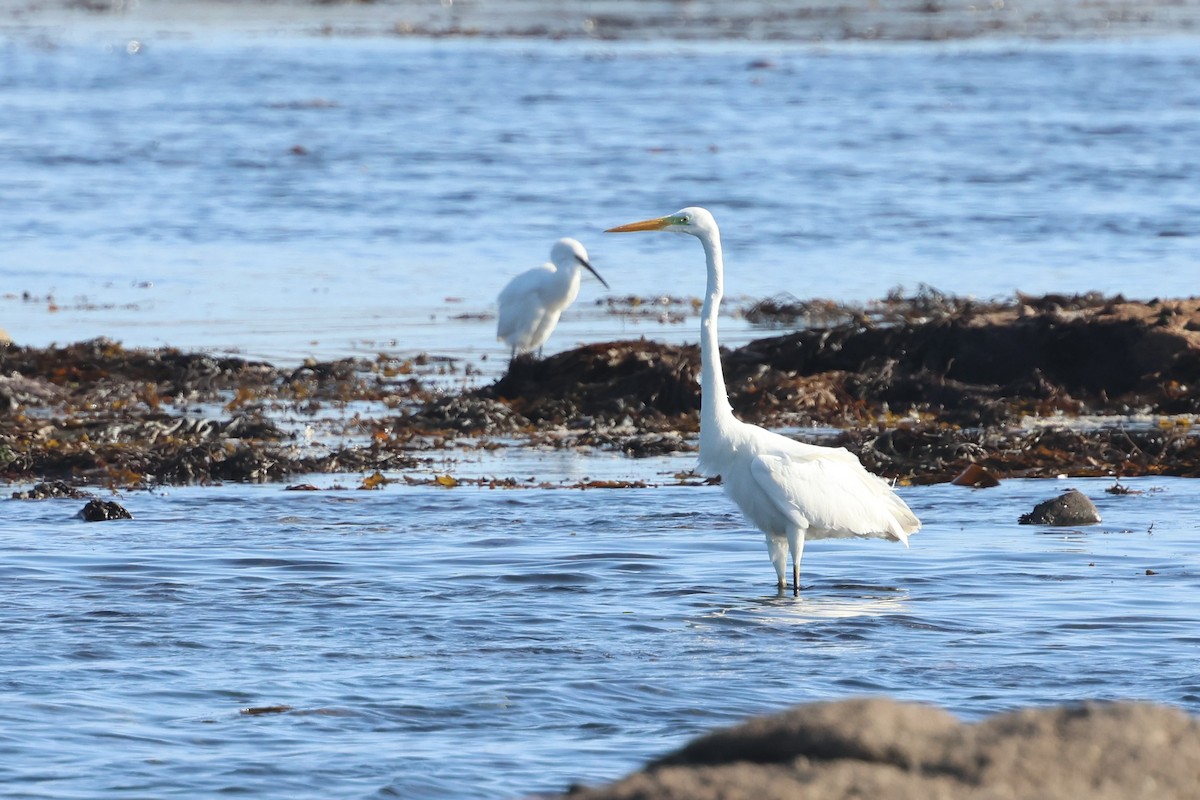 Silberreiher - ML645100415