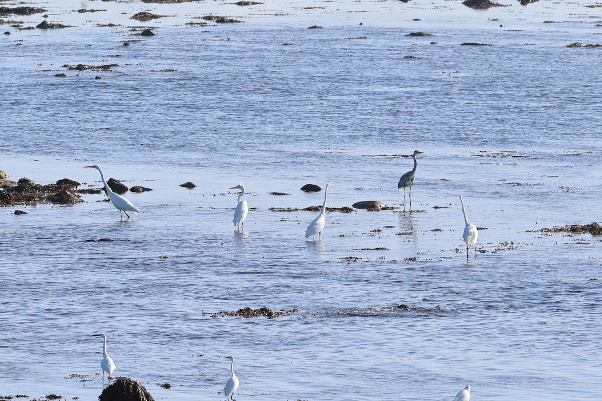 Silberreiher - ML645100416