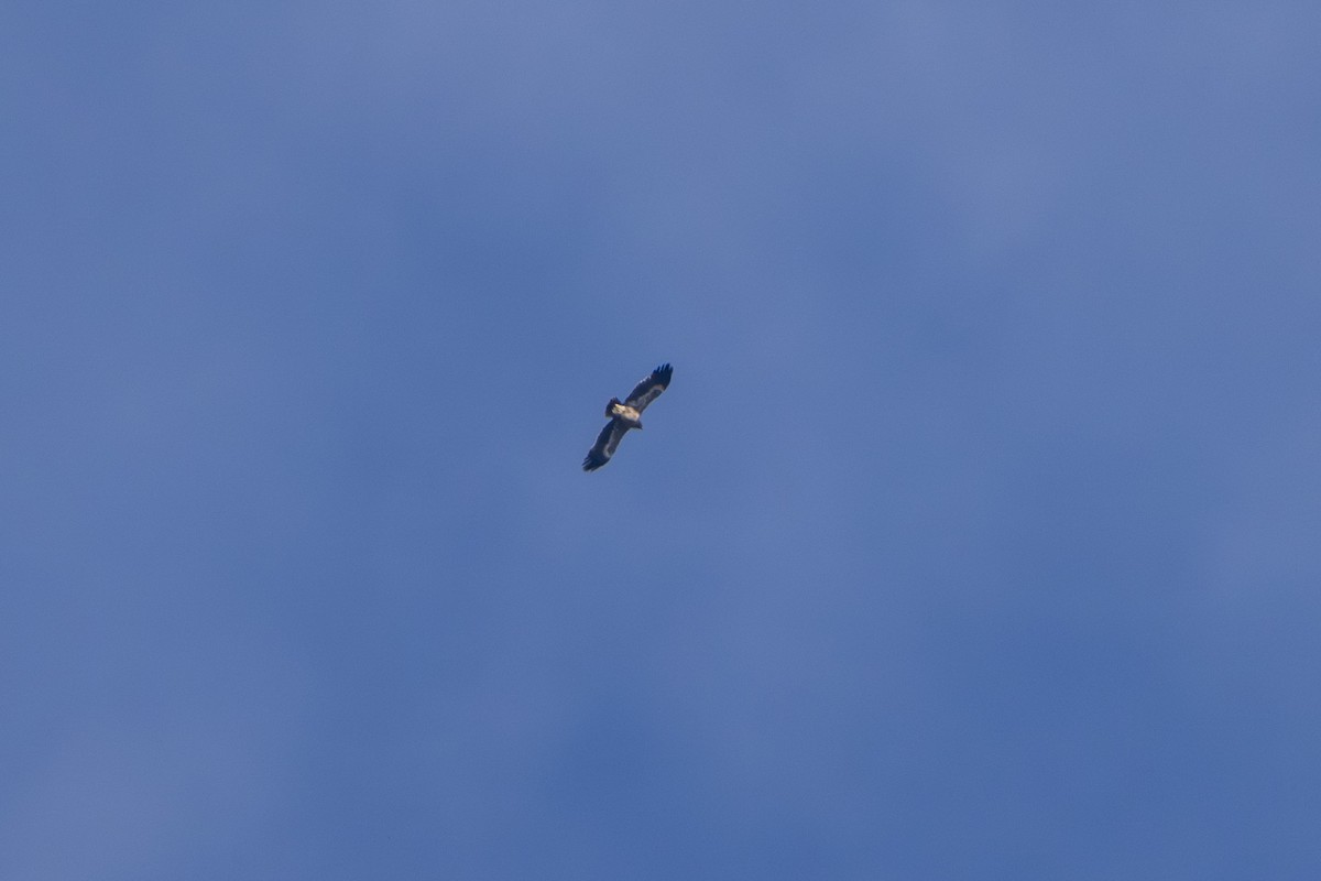 Steppenadler - ML645100417