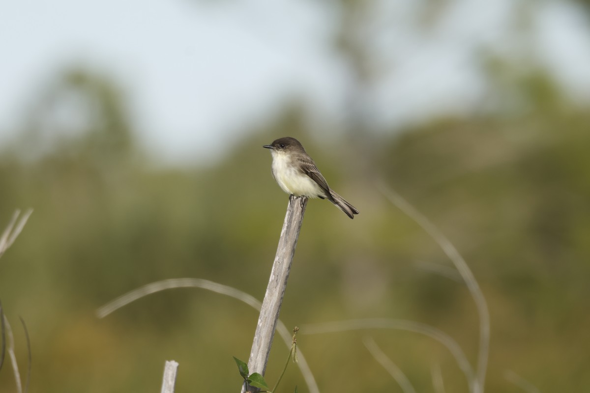 Weißbauch-Phoebetyrann - ML645100418