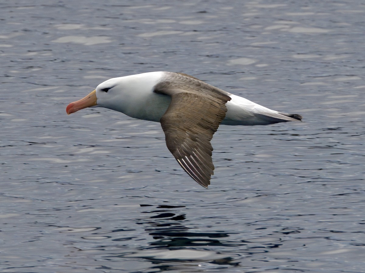 Schwarzbrauenalbatros - ML645100419