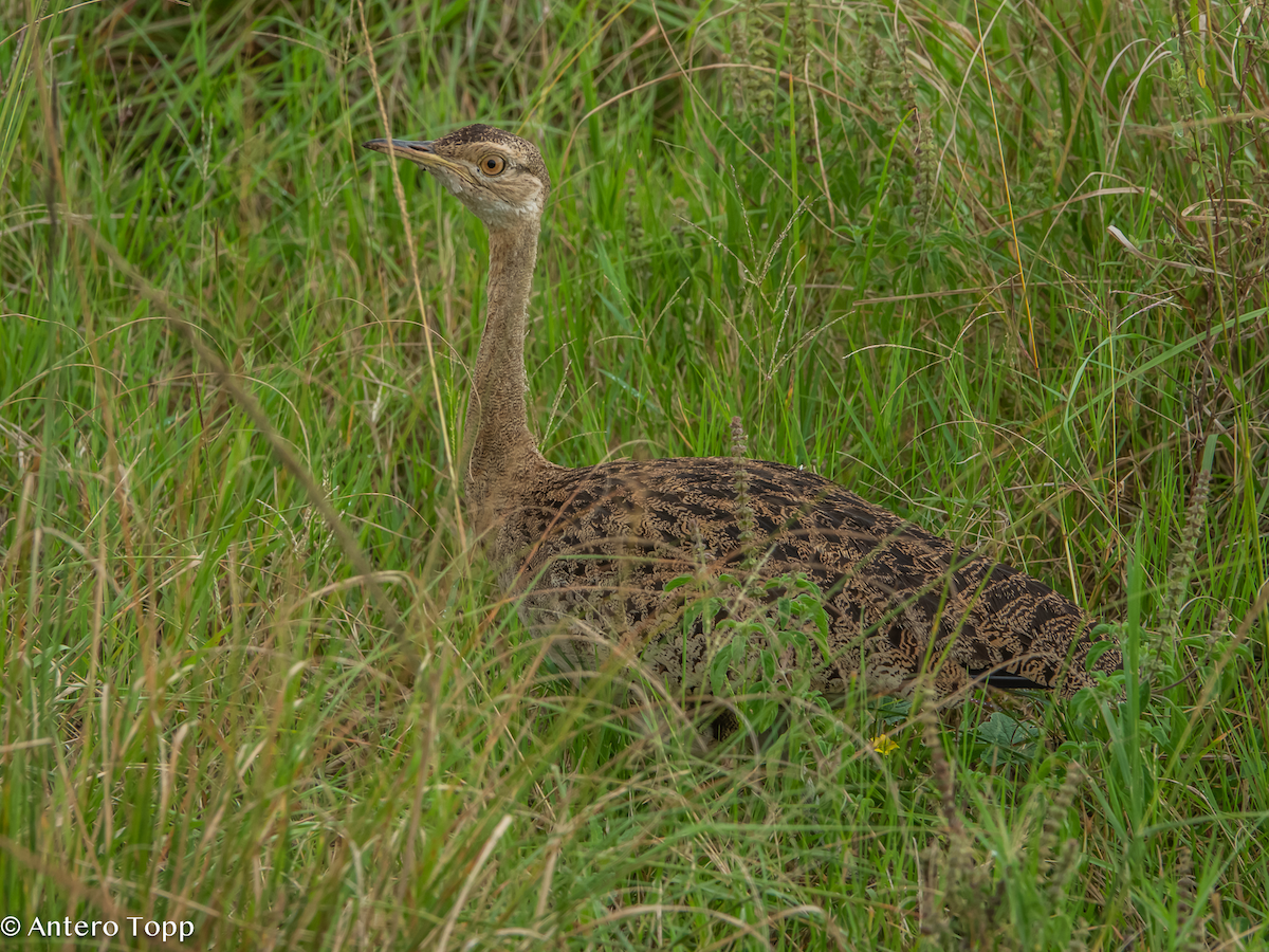 Schwarzbauchtrappe - ML645100420