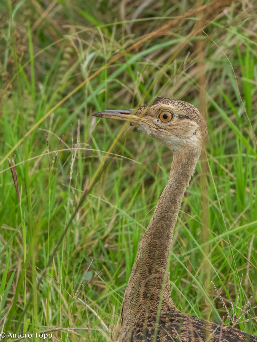 Schwarzbauchtrappe - ML645100421