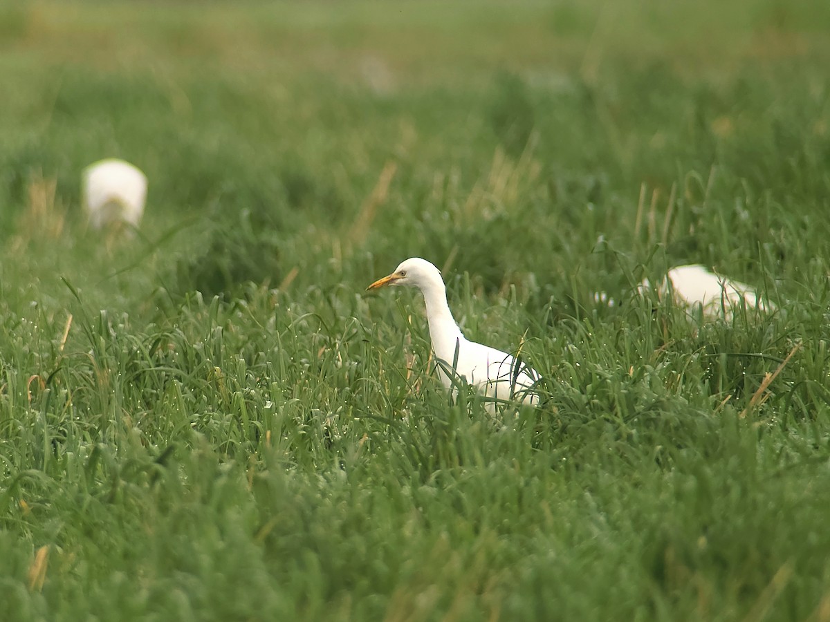 Kuhreiher - ML645100434