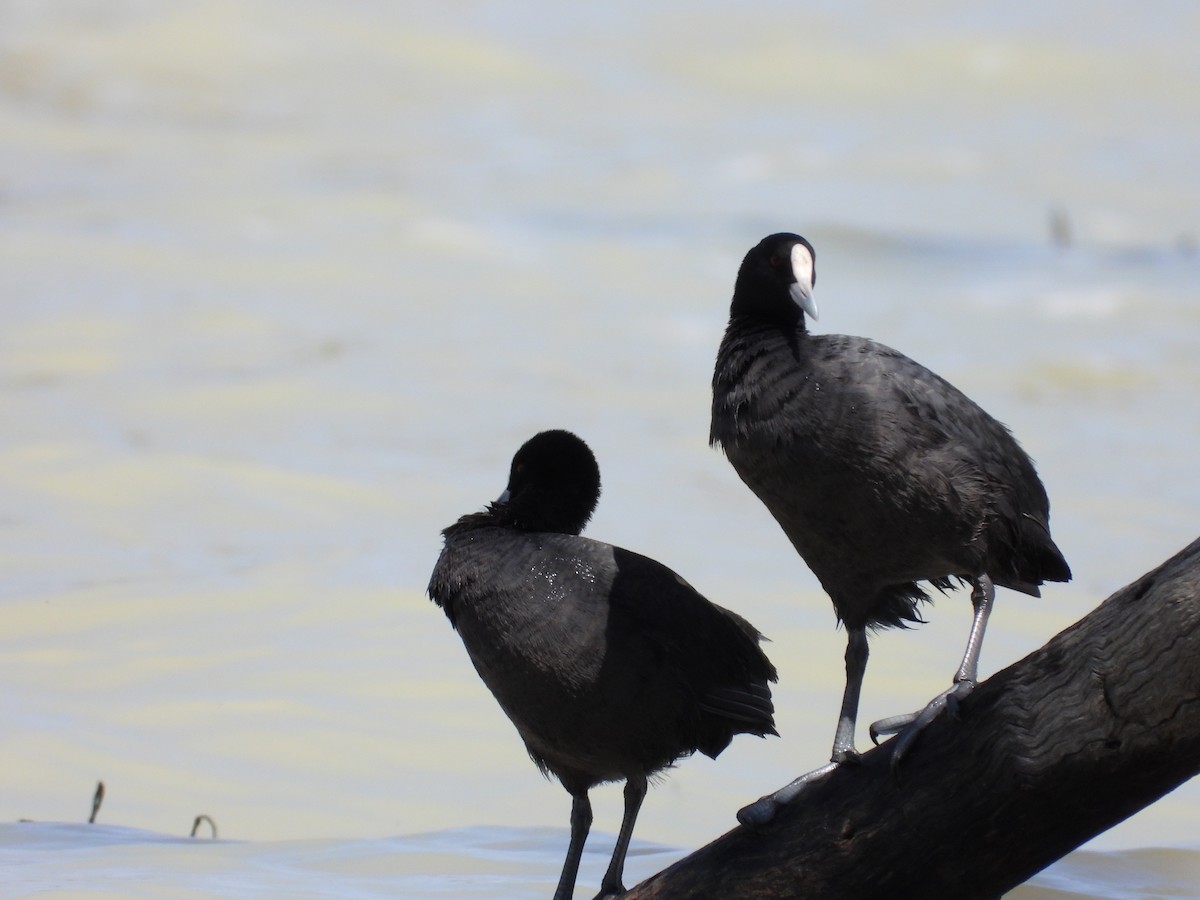 Blässhuhn - ML645100436